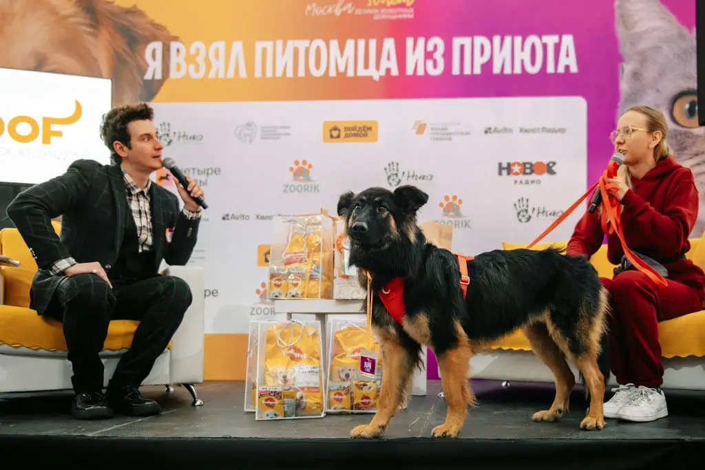 Более 180 животных нашли дом на фестивале WOOF при поддержке «Нового Радио»